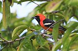 Hooded Orioleborder=